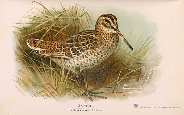 Мензбир М.А. Охотничьи и промысловые птицы Европ. России и Кавказа. С атласом из 140 таблиц. В 3 т. М., 1900-1902.